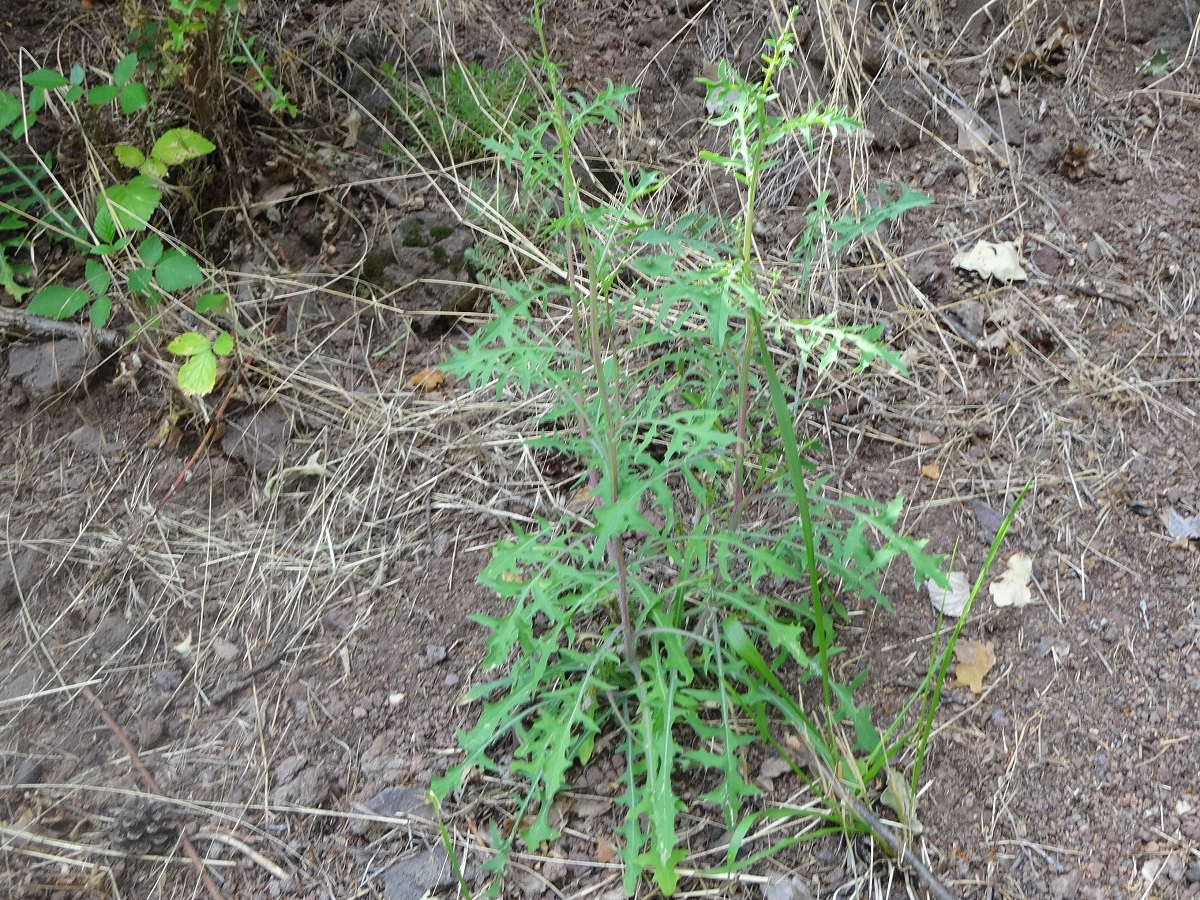 Lactuca viminea subsp. chondrilliflora (Asteraceae)